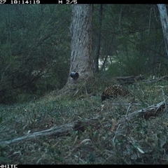 Tachyglossus aculeatus (Short-beaked Echidna) at Brogo, NSW - 27 Oct 2024 by ypmahelene