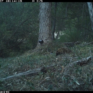 Tachyglossus aculeatus (Short-beaked Echidna) at Brogo, NSW - 27 Oct 2024 by ypmahelene