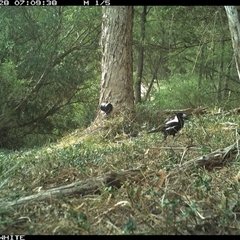 Gymnorhina tibicen (Australian Magpie) at Brogo, NSW - 28 Oct 2024 by ypmahelene