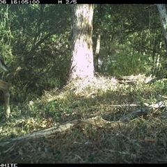 Dama dama (Fallow Deer) at Brogo, NSW - 6 Nov 2024 by ypmahelene