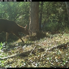 Cervus unicolor (Sambar Deer) at Brogo, NSW - 18 Nov 2024 by ypmahelene