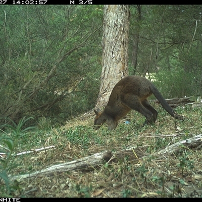 Wallabia bicolor (Swamp Wallaby) at Brogo, NSW - 27 Nov 2024 by ypmahelene