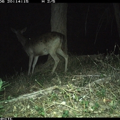 Dama dama at Brogo, NSW - 6 Nov 2024 08:14 PM