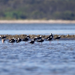 Himantopus leucocephalus at Beerburrum, QLD - 18 May 2025 by jb2602