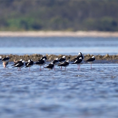 Himantopus leucocephalus at Beerburrum, QLD - 18 May 2025 by jb2602