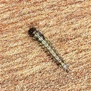 Anestia (genus) at Moe, VIC - 10 Jun 2025 01:16 PM