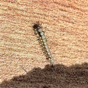 Anestia (genus) at Moe, VIC - 10 Jun 2025 01:16 PM