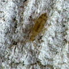 Entomobryomorpha (order) at Moe, VIC - Yesterday by Hejor1
