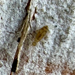 Entomobryomorpha (order) at Moe, VIC - 10 Jun 2025 01:11 PM