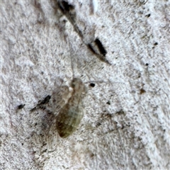 Entomobryomorpha (order) at Moe, VIC - 10 Jun 2025 01:11 PM