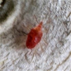 Bdellidae sp. (family) at Moe, VIC - 10 Jun 2025 01:10 PM