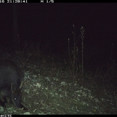 Wallabia bicolor (Swamp Wallaby) at Murrah, NSW - 16 Sep 2024 by Stealthy