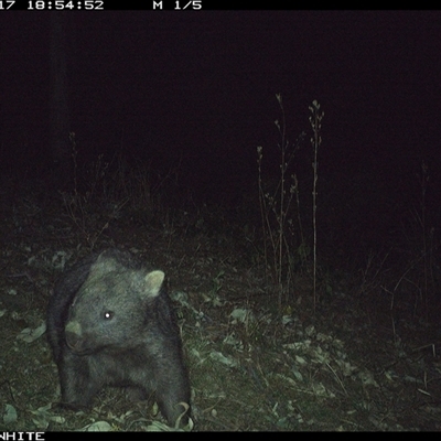 Vombatus ursinus (Common wombat, Bare-nosed Wombat) at Murrah, NSW - 17 Sep 2024 by Stealthy