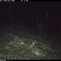 Oryctolagus cuniculus (European Rabbit) at Murrah, NSW - 20 Sep 2024 by Stealthy