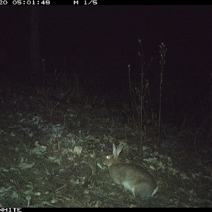 Oryctolagus cuniculus (European Rabbit) at Murrah, NSW - 20 Sep 2024 by Stealthy