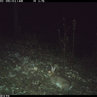 Oryctolagus cuniculus (European Rabbit) at Murrah, NSW - 20 Sep 2024 by Stealthy
