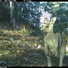 Macropus giganteus (Eastern Grey Kangaroo) at Murrah, NSW - 21 Sep 2024 by Stealthy