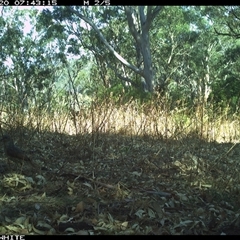 Ptilonorhynchus violaceus (Satin Bowerbird) at Murrah, NSW - 20 Oct 2024 by Stealthy