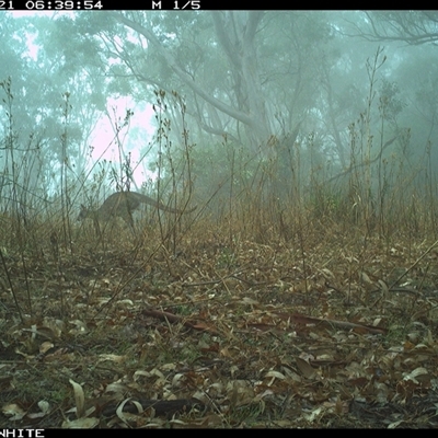 Macropus sp. (genus) (Macropod) at Murrah, NSW - 21 Nov 2024 by Stealthy