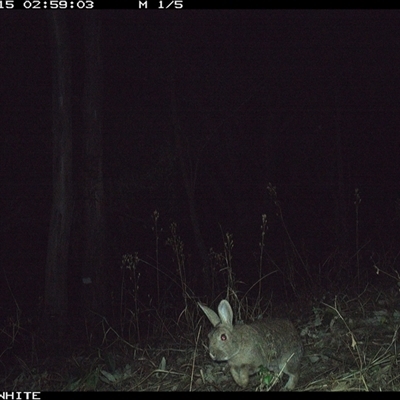 Oryctolagus cuniculus (European Rabbit) at Murrah, NSW - 15 Sep 2024 by Stealthy
