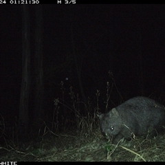 Vombatus ursinus (Common wombat, Bare-nosed Wombat) at Murrah, NSW - 24 Sep 2024 by Stealthy