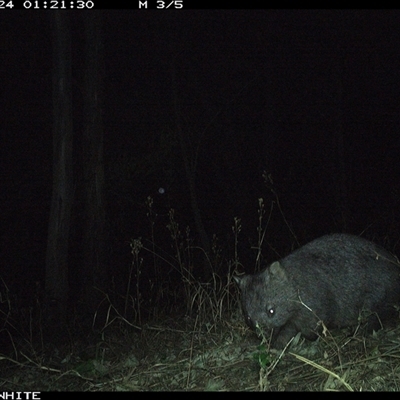 Vombatus ursinus (Common wombat, Bare-nosed Wombat) at Murrah, NSW - 24 Sep 2024 by Stealthy