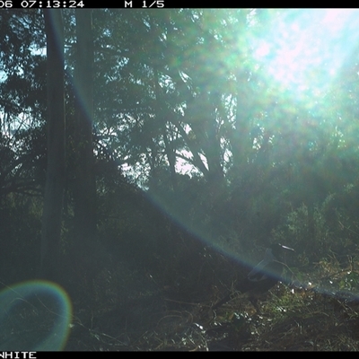 Gymnorhina tibicen (Australian Magpie) at Murrah, NSW - 6 Oct 2024 by Stealthy