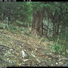 Colluricincla harmonica (Grey Shrikethrush) at Murrah, NSW - 5 Nov 2024 by Stealthy