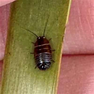 Ellipsidion sp. (genus) (A diurnal cockroach) at Moe, VIC - Today by Hejor1