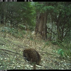 Tachyglossus aculeatus (Short-beaked Echidna) at Murrah, NSW - 18 Nov 2024 by Stealthy