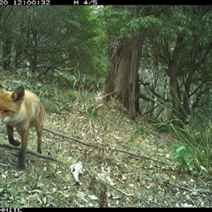 Vulpes vulpes (Red Fox) at Murrah, NSW - 20 Nov 2024 by Stealthy