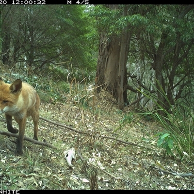Vulpes vulpes (Red Fox) at Murrah, NSW - 20 Nov 2024 by Stealthy
