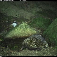 Tachyglossus aculeatus (Short-beaked Echidna) at Brogo, NSW - 4 Sep 2024 by Silverware