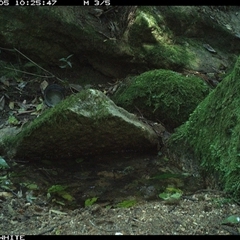 Pachycephala pectoralis (Golden Whistler) at Brogo, NSW - 5 Sep 2024 by Silverware