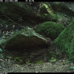 Pachycephala pectoralis at Brogo, NSW - 5 Sep 2024 10:25 AM