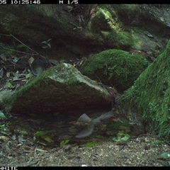 Pachycephala pectoralis at Brogo, NSW - 5 Sep 2024 10:25 AM