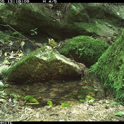 Pachycephala pectoralis (Golden Whistler) at Brogo, NSW - 5 Sep 2024 by Silverware