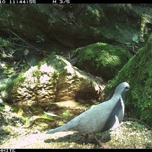 Leucosarcia melanoleuca (Wonga Pigeon) at Brogo, NSW - 10 Sep 2024 by Silverware