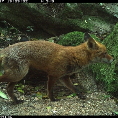 Vulpes vulpes (Red Fox) at Brogo, NSW - 17 Sep 2024 by Silverware