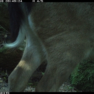 Dama dama (Fallow Deer) at Brogo, NSW - 18 Sep 2024 by Silverware