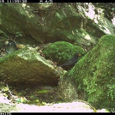 Turdus merula (Eurasian Blackbird) at Brogo, NSW - 19 Sep 2024 by Silverware