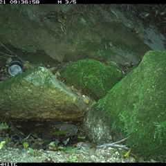Sericornis frontalis (White-browed Scrubwren) at Brogo, NSW - 21 Sep 2024 by Silverware
