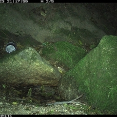Rattus rattus (Black Rat) at Brogo, NSW - 23 Sep 2024 by Silverware