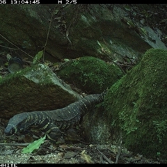 Varanus varius (Lace Monitor) at Brogo, NSW - 6 Oct 2024 by Silverware