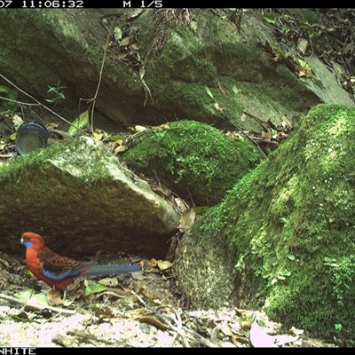 Platycercus elegans (Crimson Rosella) at Brogo, NSW - 7 Oct 2024 by Silverware