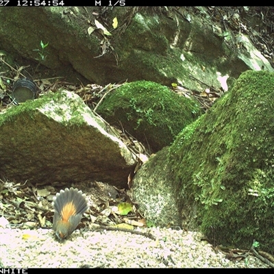 Rhipidura rufifrons (Rufous Fantail) at Brogo, NSW - 27 Oct 2024 by Silverware