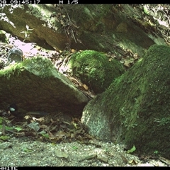 Psophodes olivaceus at Brogo, NSW - 8 Nov 2024 09:45 AM