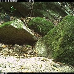Zoothera lunulata (Bassian Thrush) at Brogo, NSW - 24 Nov 2024 by Silverware