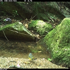 Eopsaltria australis at Brogo, NSW - 5 Dec 2024 08:34 AM