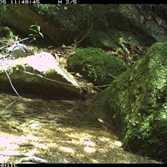 Intellagama lesueurii howittii at Brogo, NSW - 5 Dec 2024 by Silverware